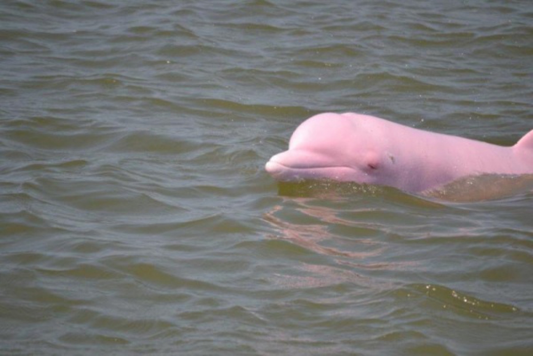 Фотографии розового дельфина