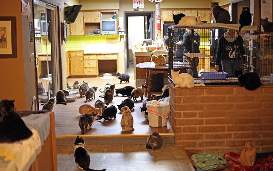 Жизнь в доме наполненным. Куча кошек в квартире. Много котов в квартире. Много кошек дома. СТО кошек в квартире.
