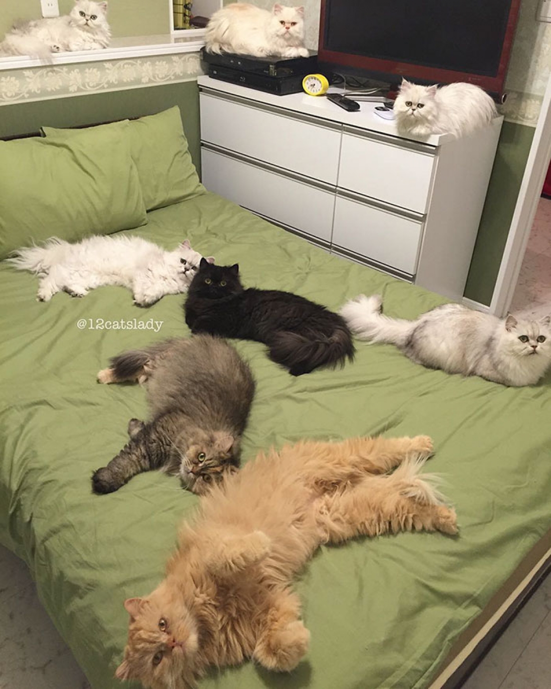 Кажется что дома кот. Коты в квартире. Много котов в квартире. Несколько кошек в квартире. Много котов.