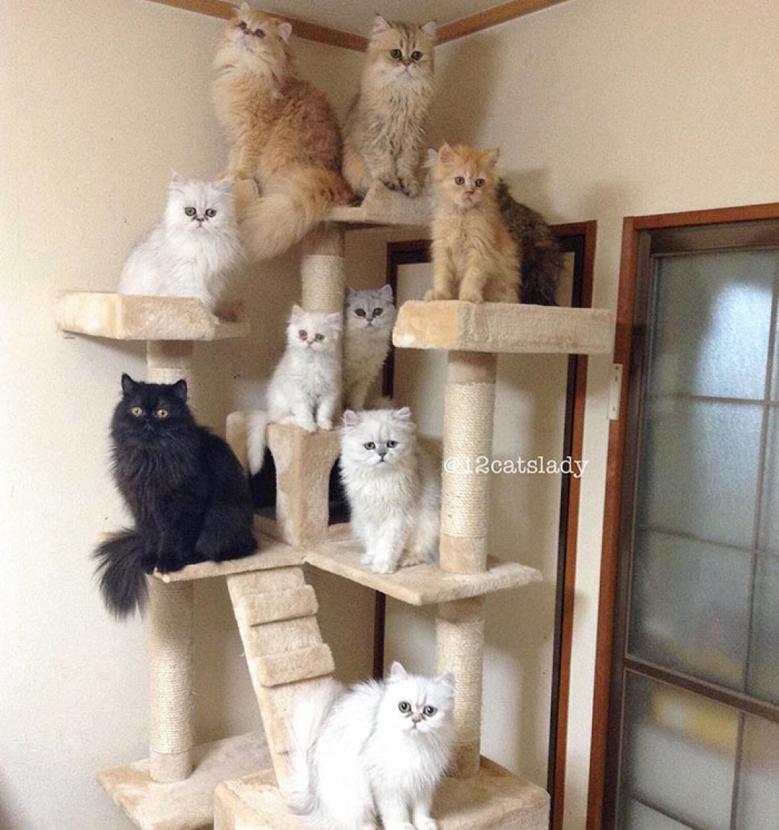 Котов в домашних условиях. Коты в домике. Дом для котика. Красивые кошки в квартире. Много котят в доме.