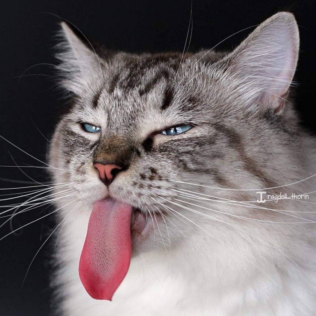 Кошка ест нос. Котенок с высунутым языком. Кошечка с языком.