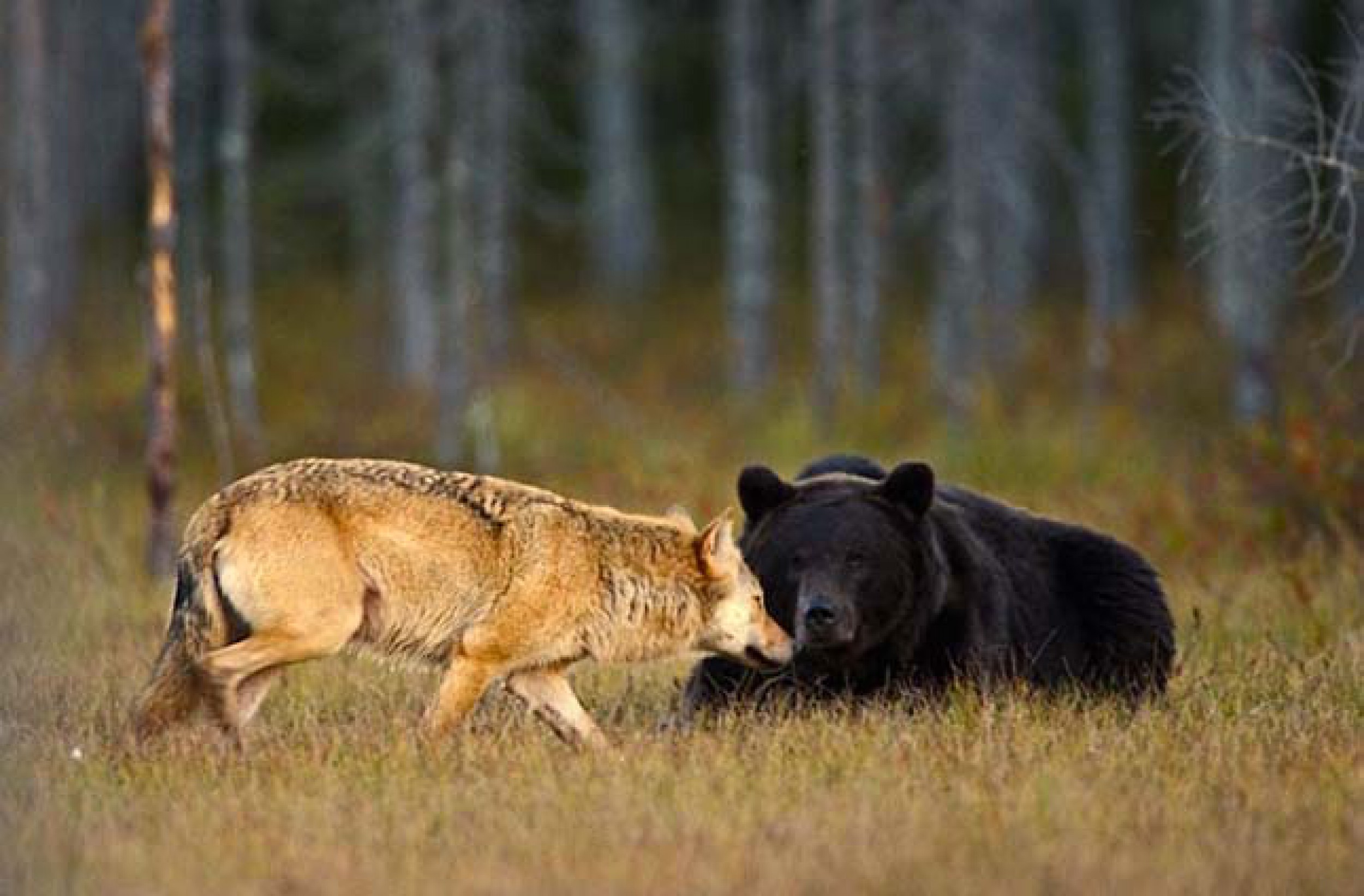 Какие отношения складываются между медведем и лисицей. Волки и медведи. Волк и медведь Дружба. Волчица и медведь Дружба. Бурый медведь и волк.