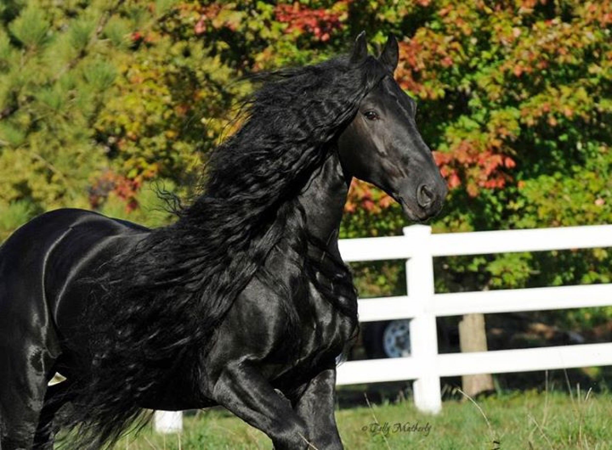 Эта лошадь красива и своенравна. Фриз Фризская лошадь. Пегая Фризская лошадь.