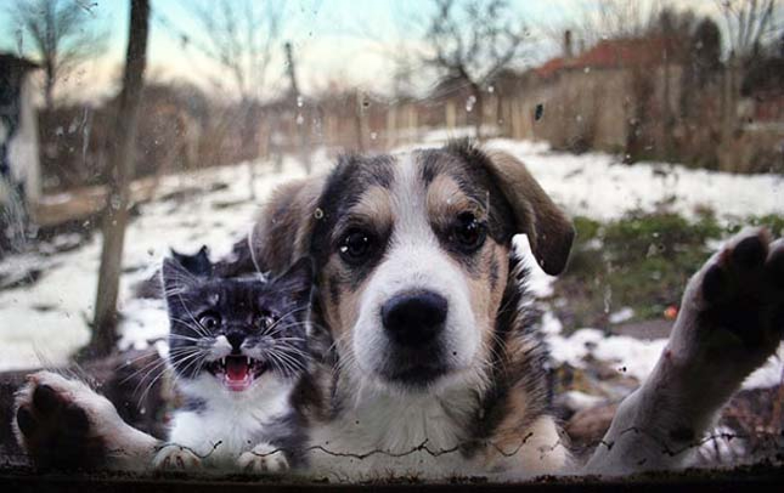 Бродячие кошки и собаки