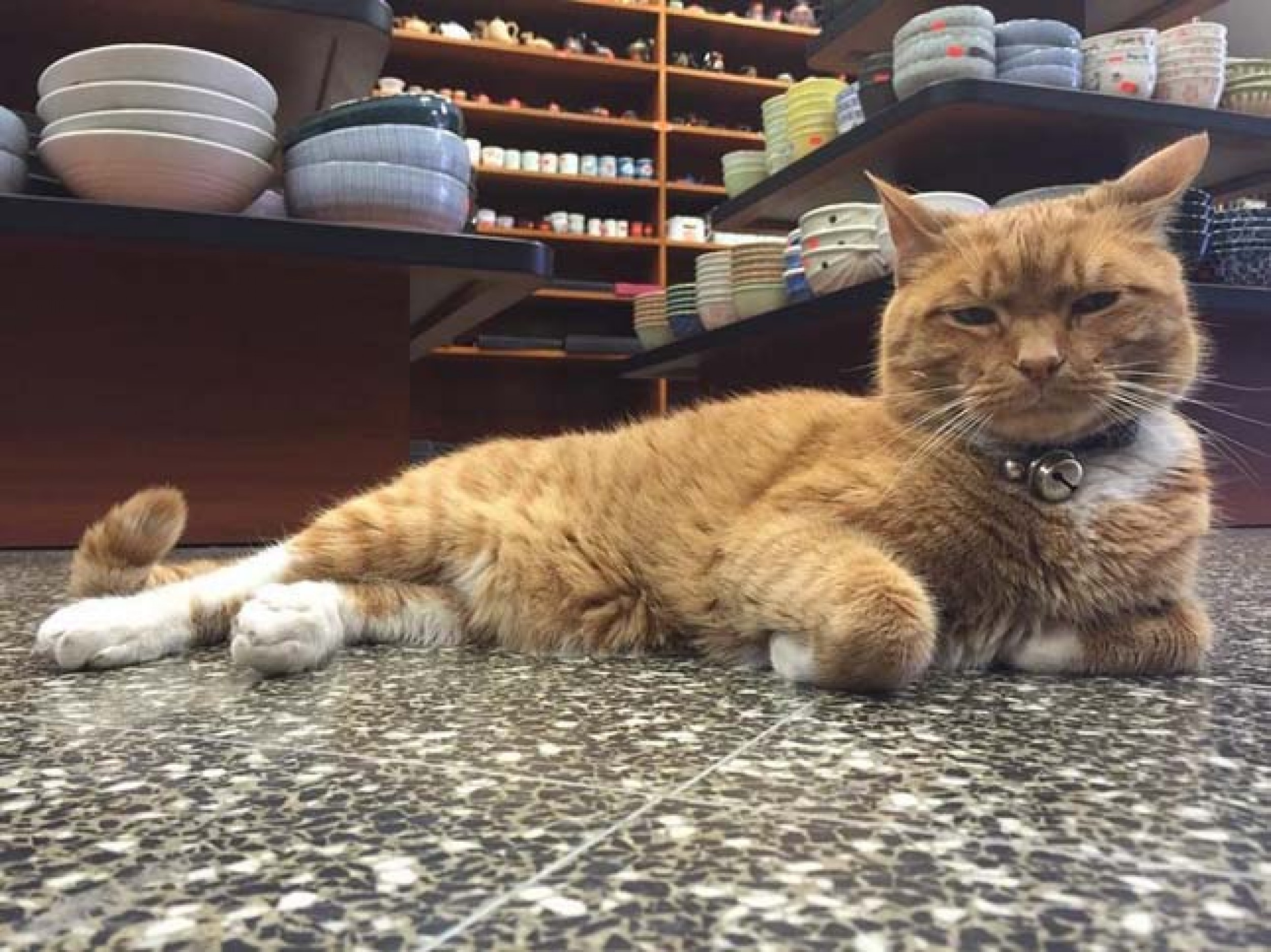 Включи котик люди. Рыжий кот магазин. Кот в магазине. Рыжий кот на работе. Кот и Король.