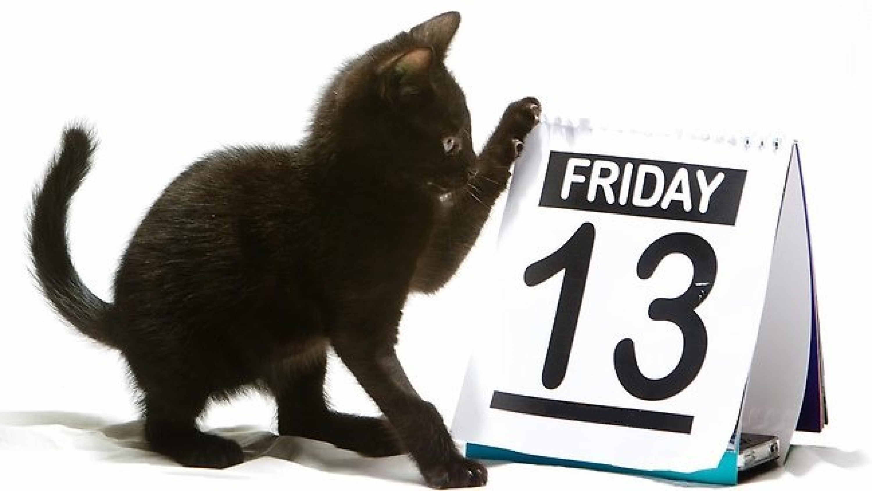 Черные кошка 13. Пятница 13 суеверие. Приметы и суеверия картинки. Пятница 13 котики.