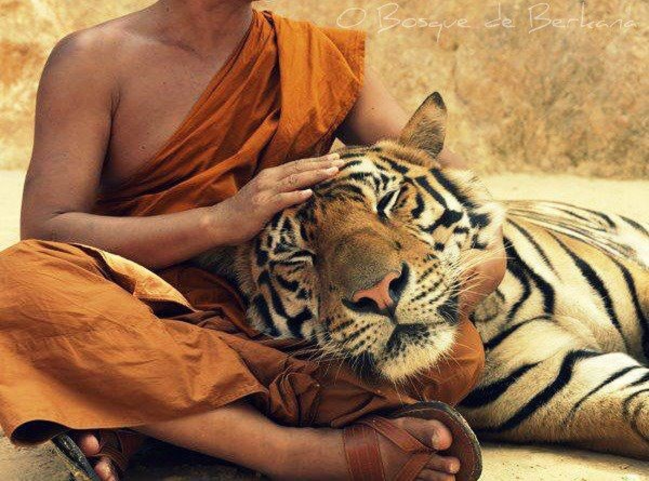 Включи тигриные истории. Тигриный монастырь Таиланд. Тигриный монастырь школы Тхеравады. Тибетские монахи и тигры. Гладить тигра.