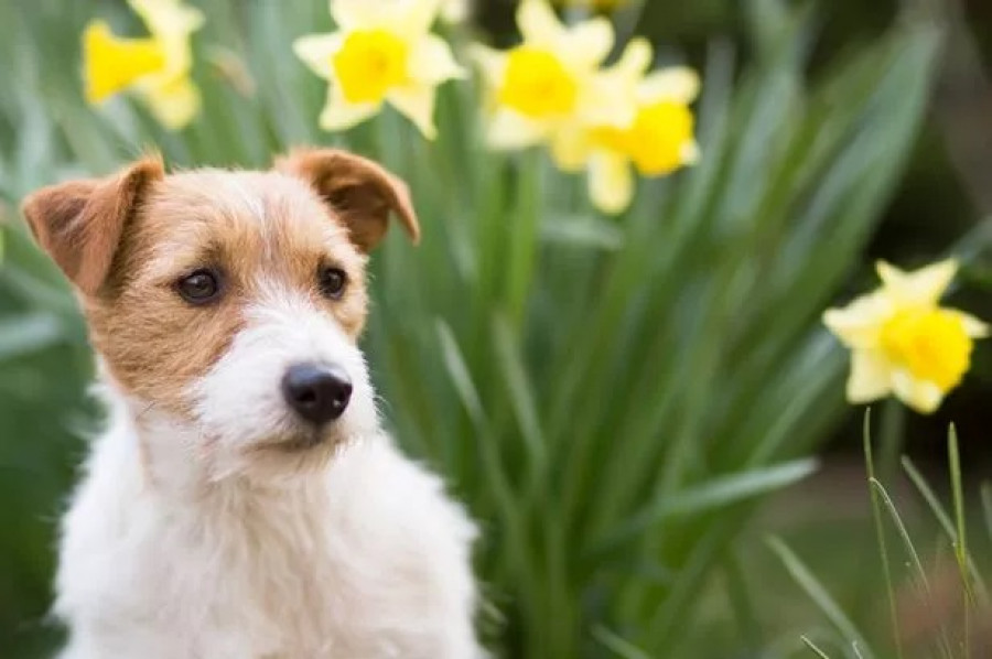 Kerti növények, amelyek életveszélyesek, de akár halálosan is lehetnek a kutyádra