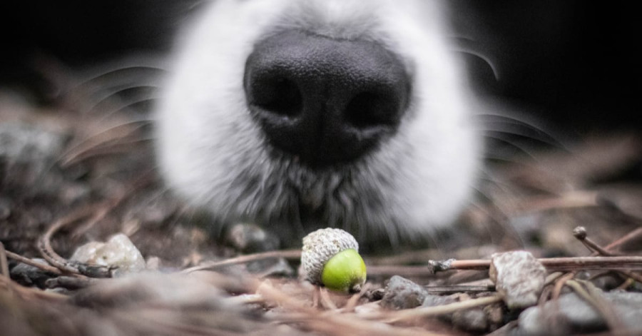 Megmérgezheti a kutyádat a makk