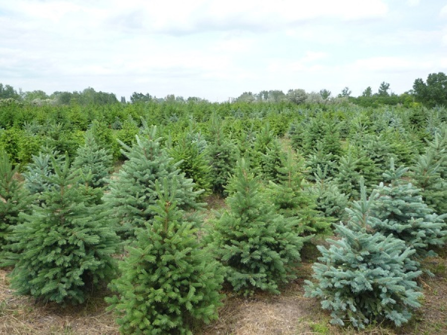 Ezt kell tudnod a fenyőfákról a választás előtt!