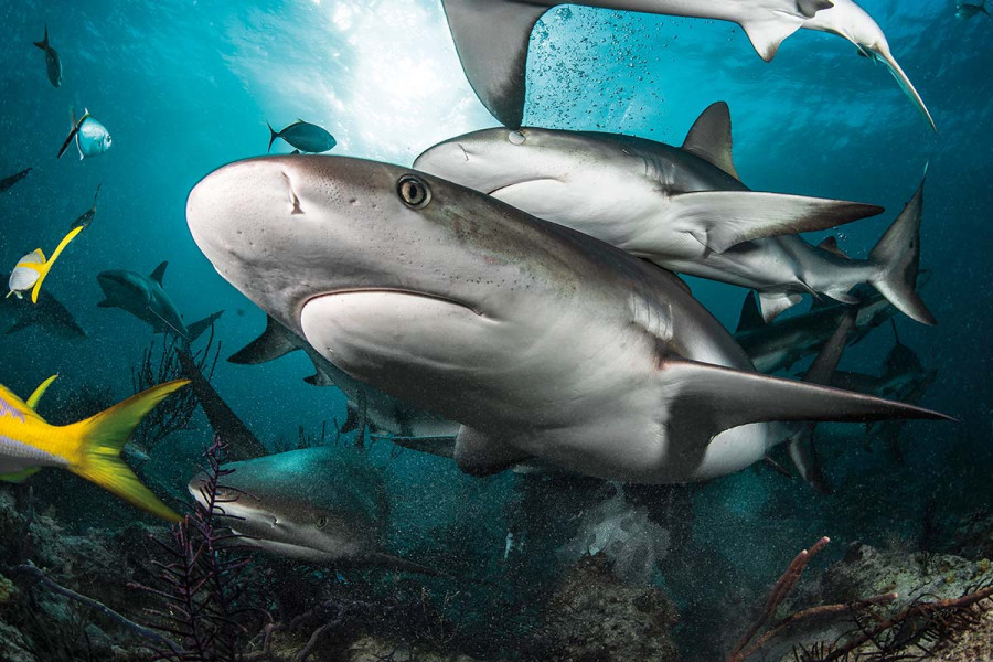 Kokain és fájdalomcsillapító jelent meg a bahamai cápák vérében