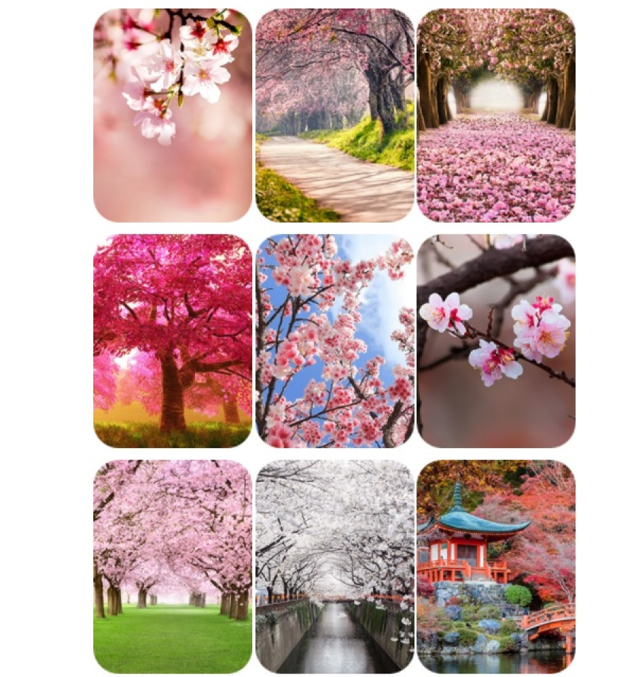 A személyiségedről mesél a cseresznyevirágzás